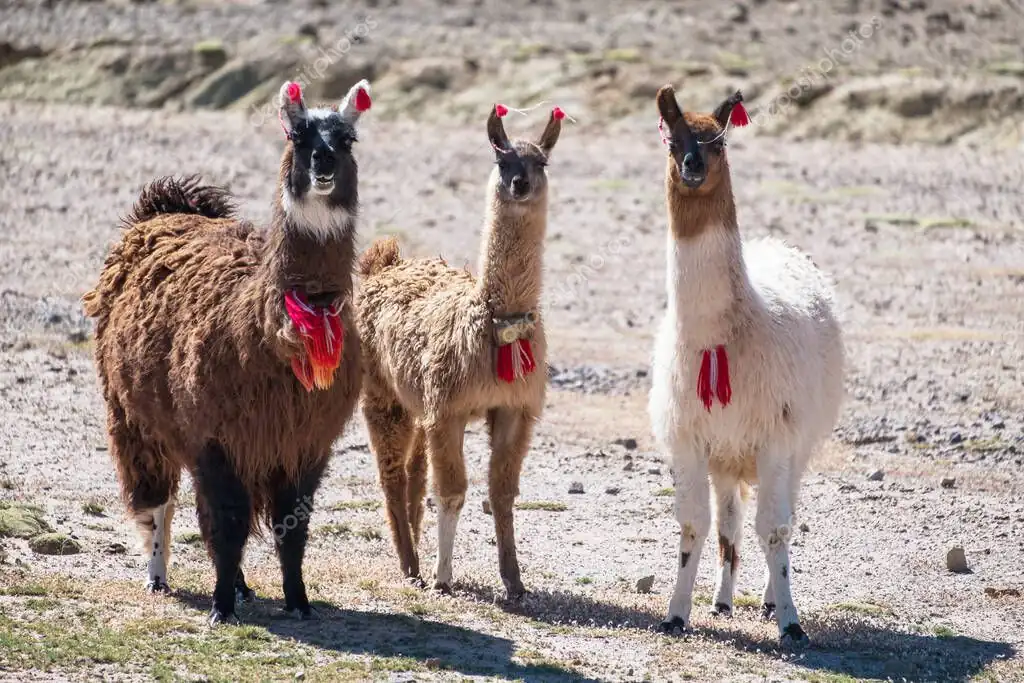 Bolivian Lama